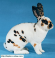 /album/les-races-de-lapins/rex-dalmatien-tricolore-png/